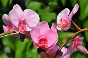 Orchid Meaning and Symbolism