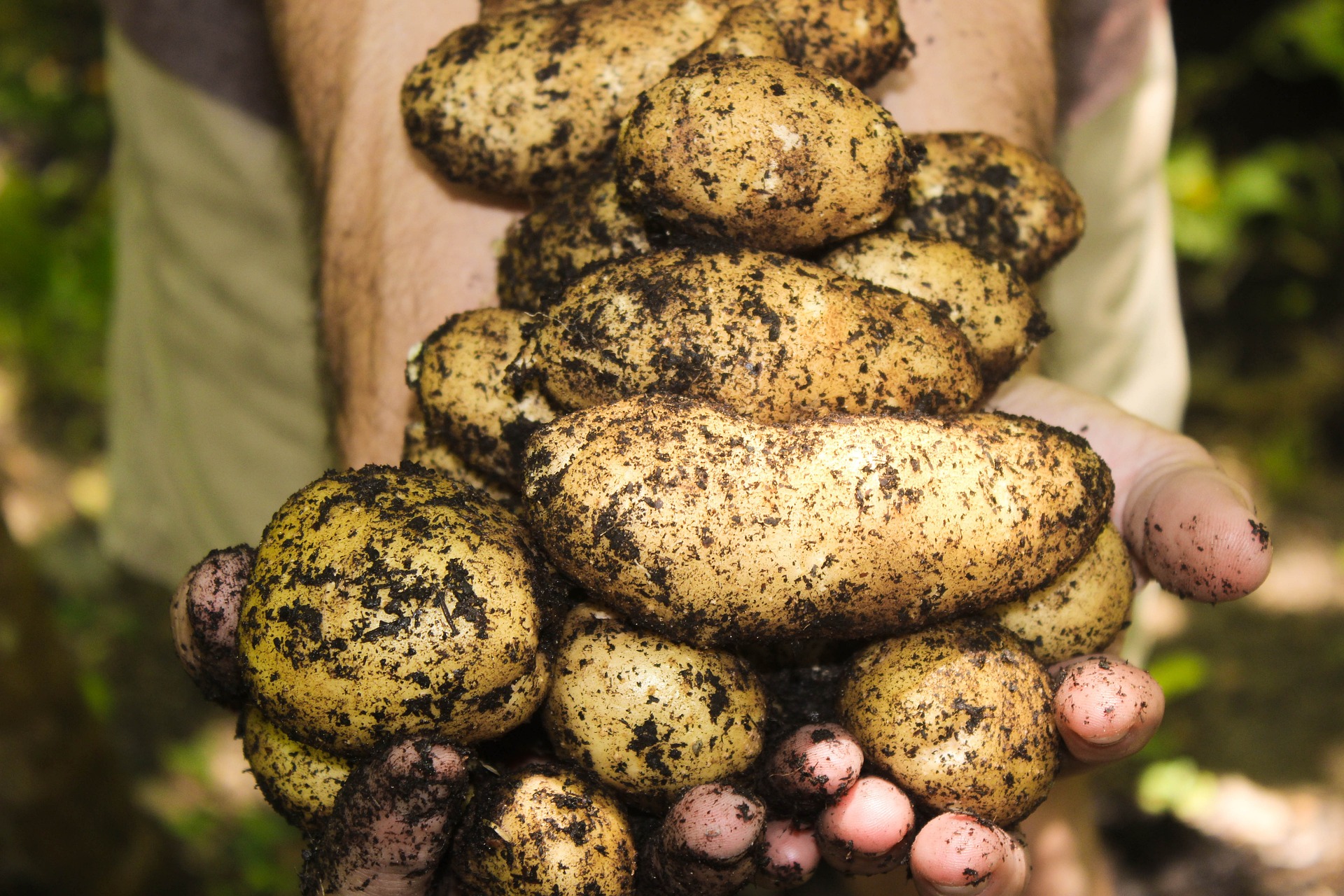 Potatoes Planting and Care: Tips and Techniques