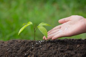 The Ultimate Fertilizer Guide for Houseplant Enthusiasts