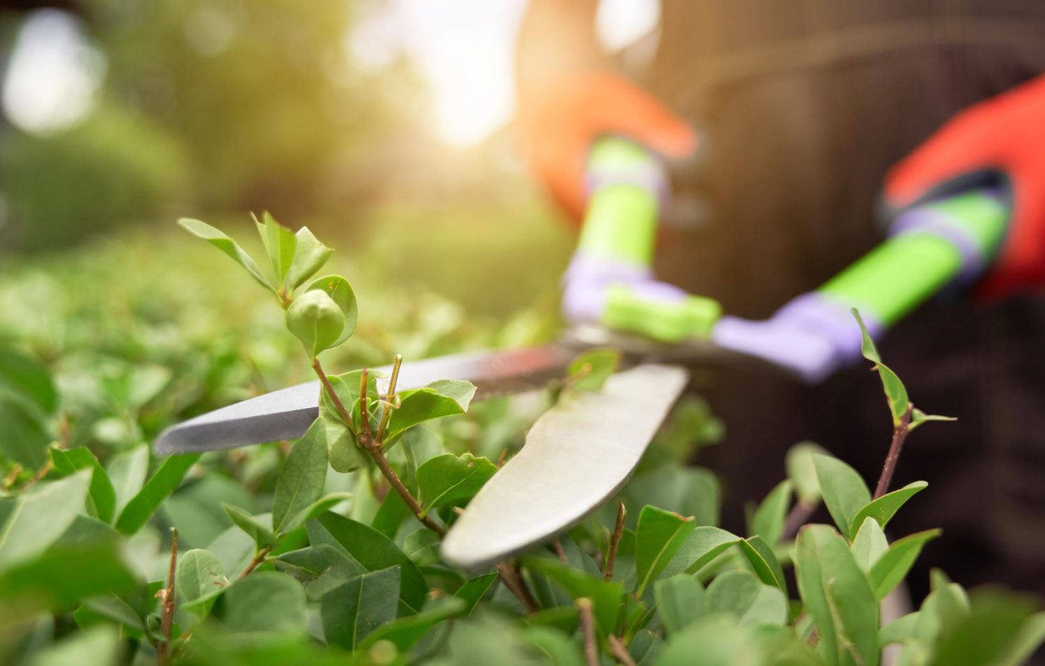 Pruning for Plant Success: Understanding the Importance and Techniques