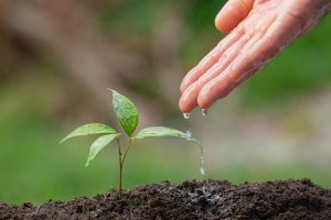 Growing Strong: 5 Effective Ways to Water Your Fast-Growing Water Plants