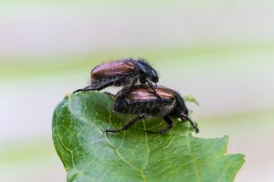 Garden Pest Control: Identifying and Eliminating