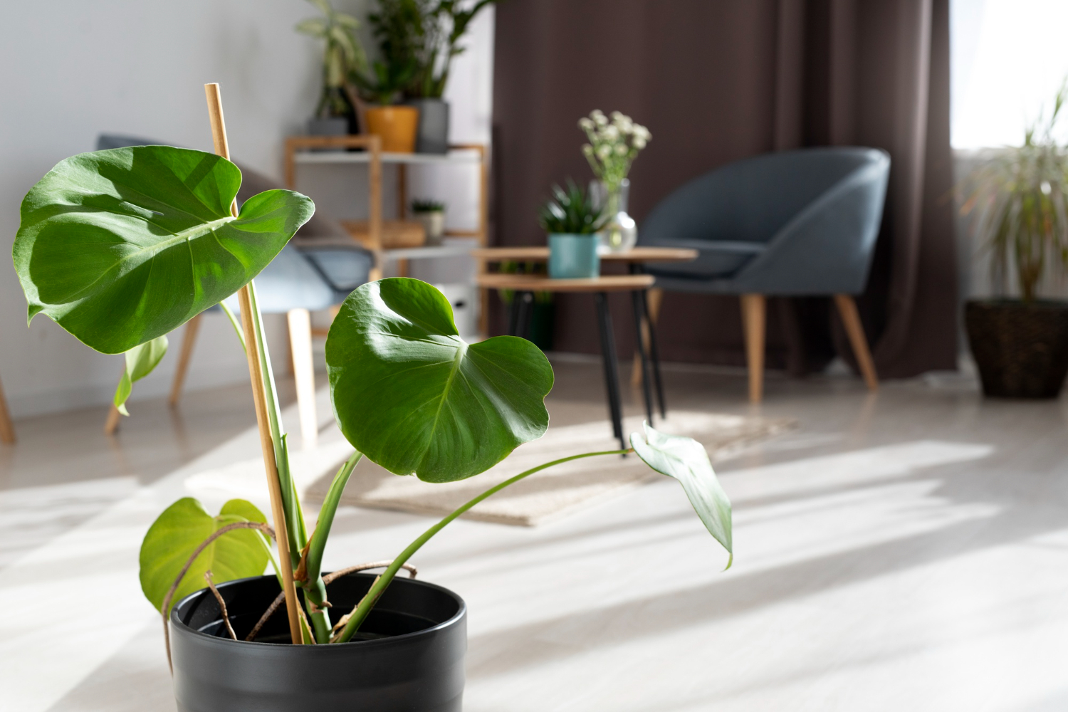 Maximizing Sunlight for Indoor Plants