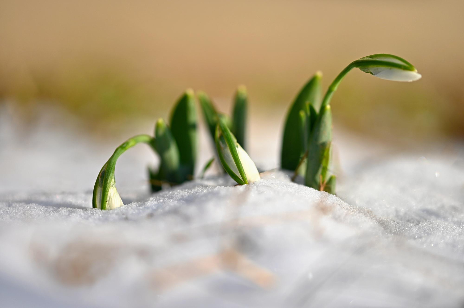 Winter Indoor Plant Care